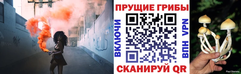 где можно купить Алушта Галлюциногенные грибы Psilocybe